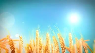 晴天麦穗阳光辉光风吹麦浪动画背景麦子动效视频的预览图